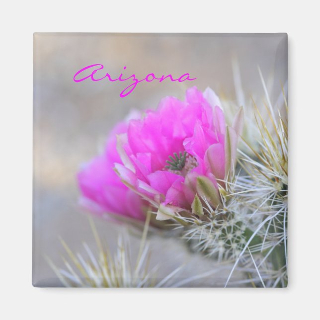 Imã flor de cacto rosa,Arizona (Frente)
