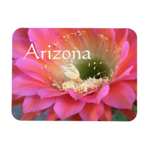 Ímã Flor de cacto rosa no deserto