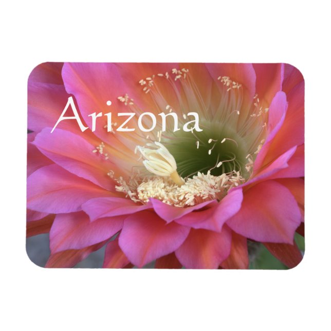 Ímã Flor de cacto rosa no deserto (Horizontal)