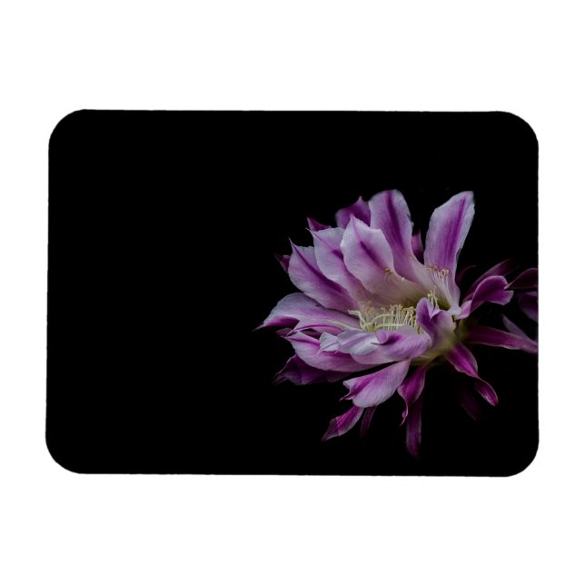 Ímã Flor de cacto roxo e branco (Horizontal)