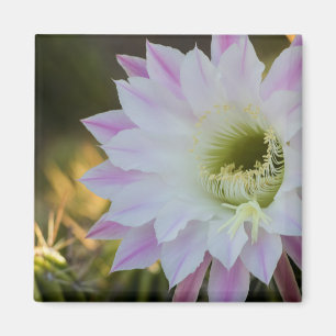 Imã Flor de Cactus Roxo e Branco