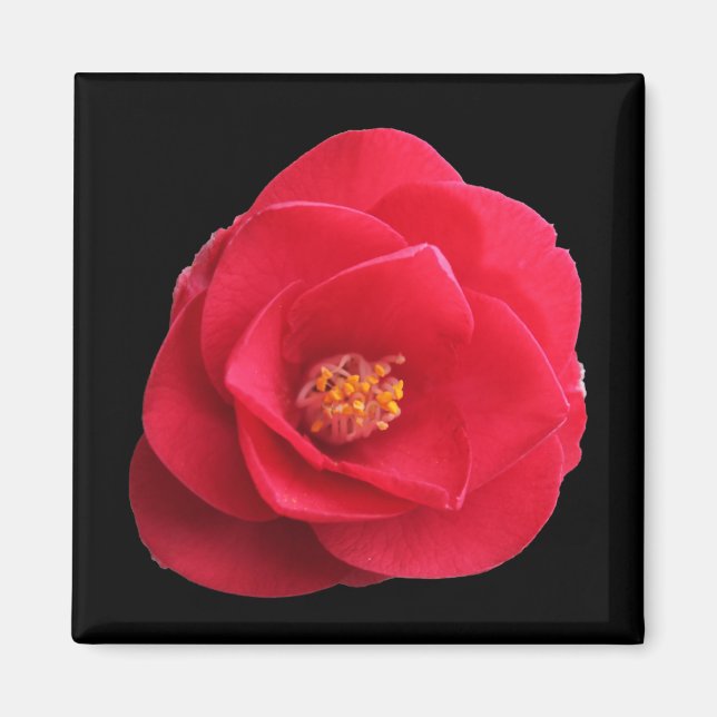 Imã flor de camélia vermelha (Frente)