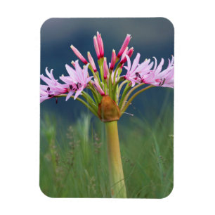 Ímã Flor de Candelabro (Brunsvigia Radulosa), Umgeni