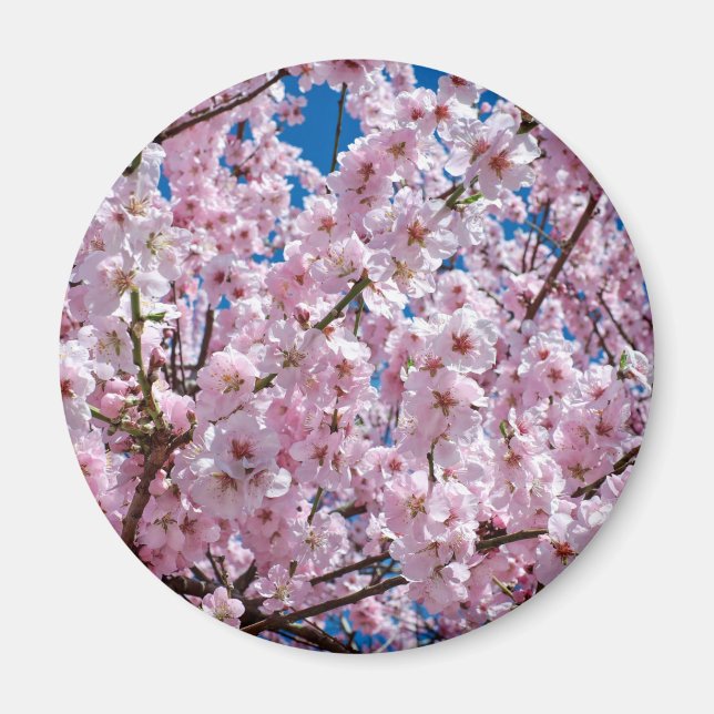 Imã Flor de cereja japonesa (Frente)