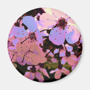 Imã Flor de cereja rosa