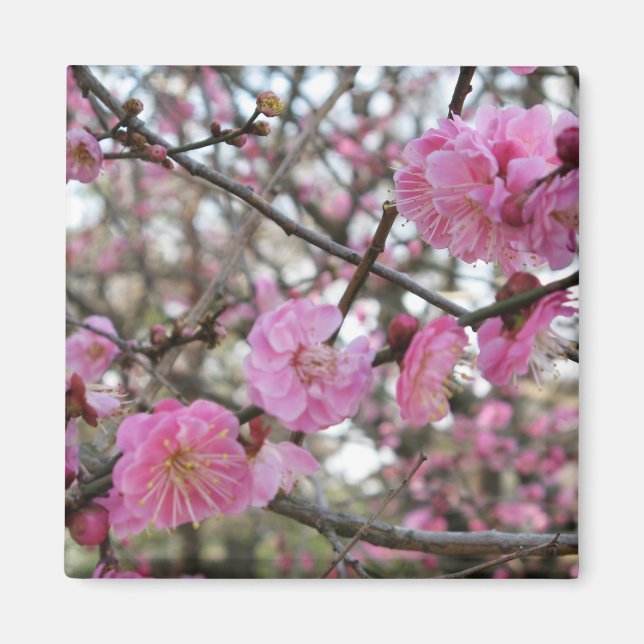 Imã Flor de cereja rosa / Sakura / サ ク ラ(桜) (Frente)