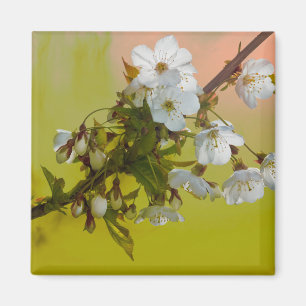 Imã Flor de cerejeira