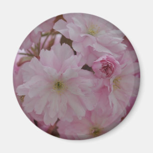 Imã Flor de cerejeira