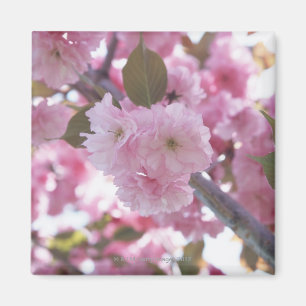Imã Flor de cerejeira 4