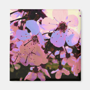 Imã Flor de cerejeira cor-de-rosa