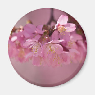 Imã Flor de Cerejeira Fonte Termal  2012 Roupas  & Pre