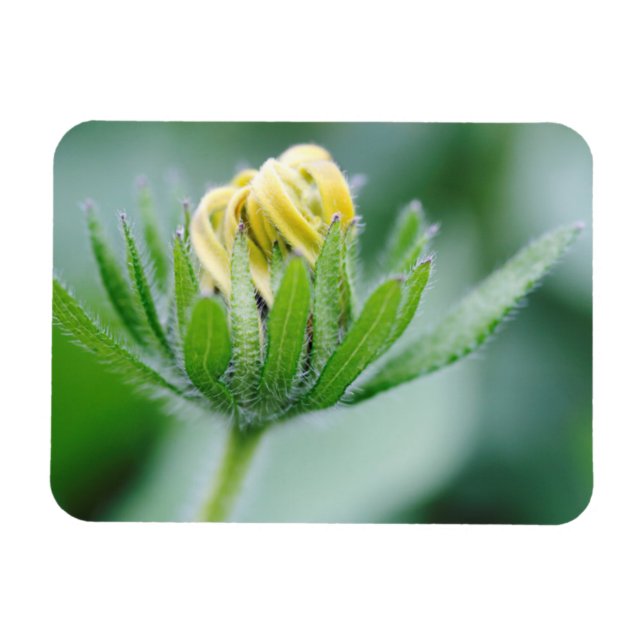 Ímã Flor de Cone Flower em Flor (Horizontal)