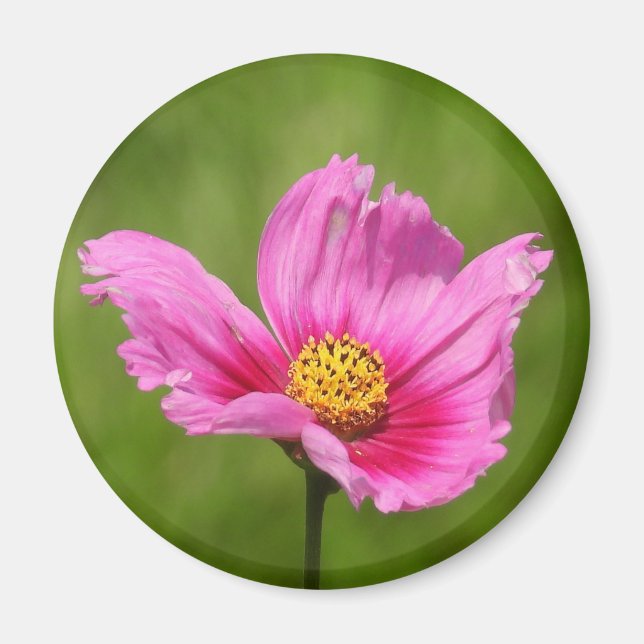 Imã Flor de Cosmos Rosa Feliz (Frente)