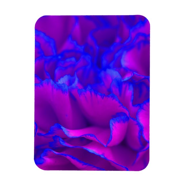 Ímã Flor de craveiro a preto-e-rosa e azul (Vertical)