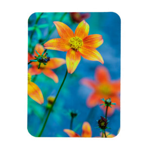 Ímã Flor de Estrela Laranja