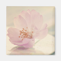 Flor De Flor De Flor De Cerejeira, Cor-De-Rosa, De