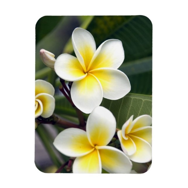 Ímã Flor de Frangipani Ilhas Cook (Vertical)