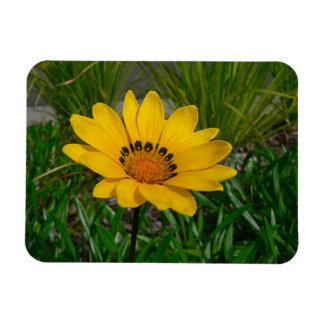 Ímã Flor de Gazania Amarela Margarida