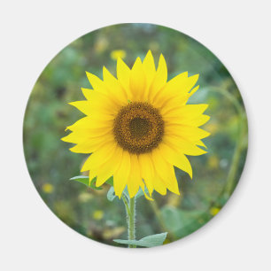 Imã Flor de girassol