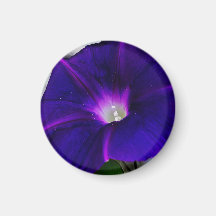 Flor de Glória da Manhã