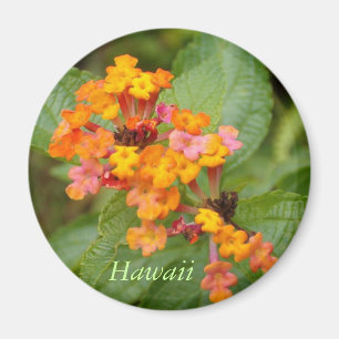 Imã Flor de Havaí