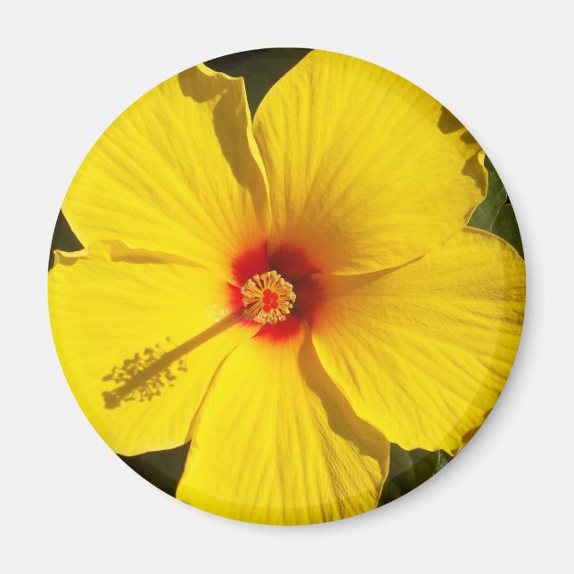 Imã Flor de Hibiscus Amarelo (Frente)