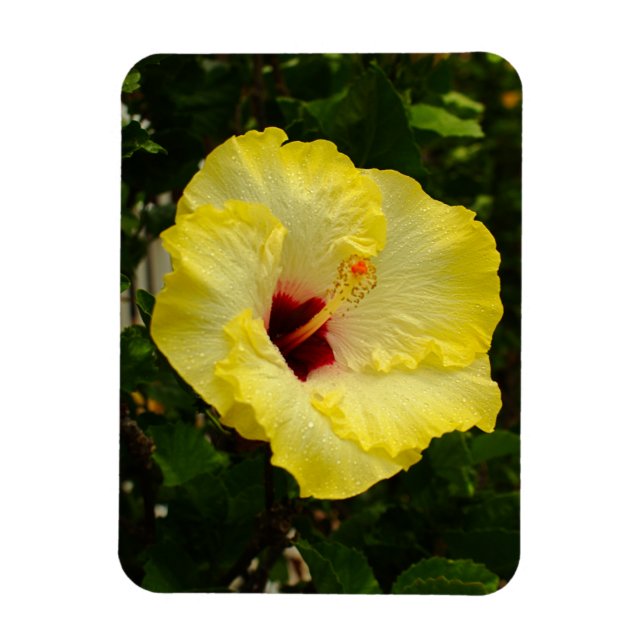 Ímã Flor de Hibiscus Amarelo Grande (Vertical)