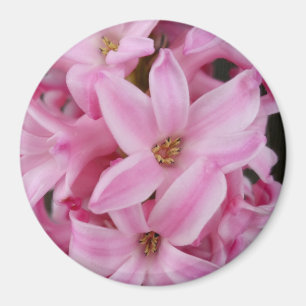 Imã flor de hyacinte rosa
