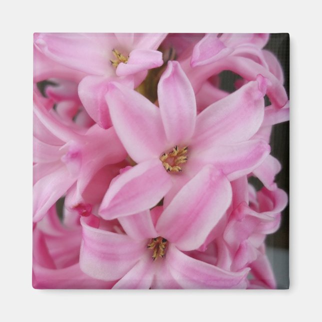 Imã flor de hyacinte rosa (Frente)