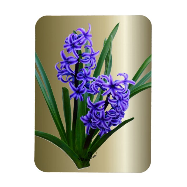 Ímã Flor de Hyacinth no Sangue do Cheio (Vertical)