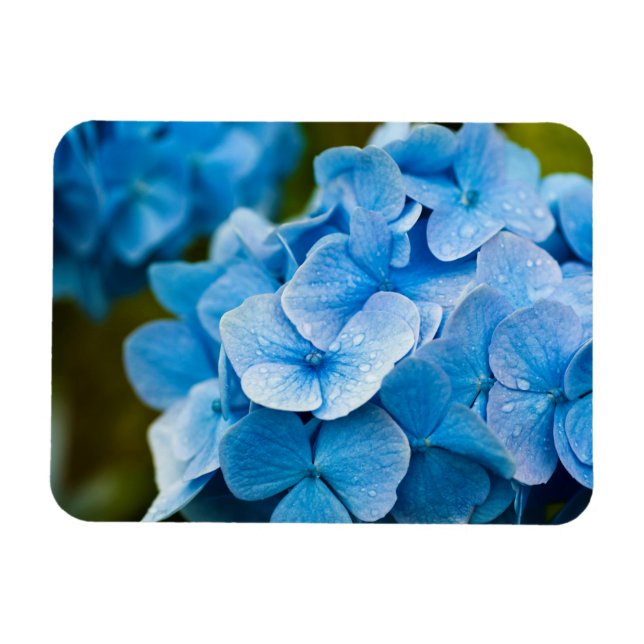 Ímã Flor de Hydrangea azul Magnet (Horizontal)