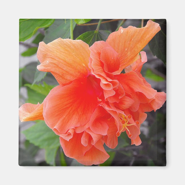 Imã Flor de Laranja (Frente)