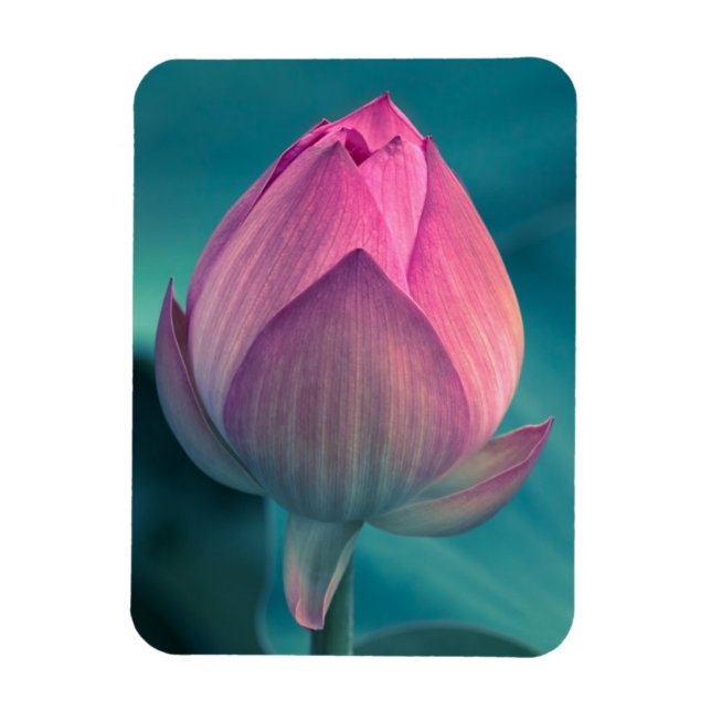 Ímã Flor de Lily de Água Lotus (Vertical)