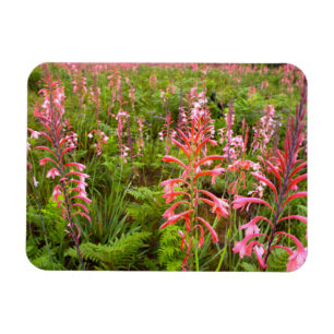 Ímã Flor de Lírio Bugle (Watsonia), Cabo Oriental