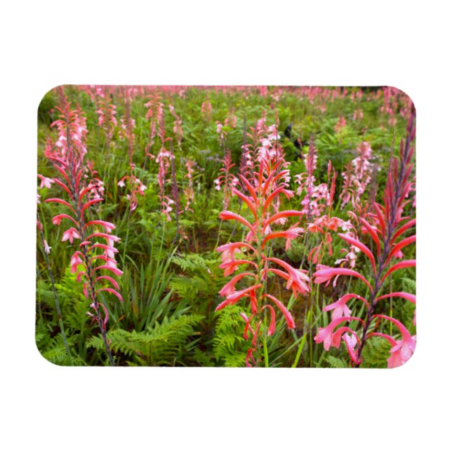 Ímã Flor de Lírio Bugle (Watsonia), Cabo Oriental (Horizontal)