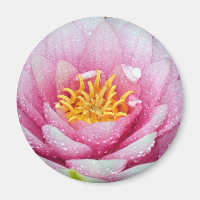 Imã Flor de lírio de água PInk (Frente)
