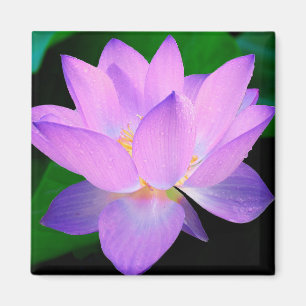 Imã Flor de Lotus
