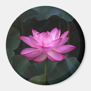 Imã Flor de Lotus