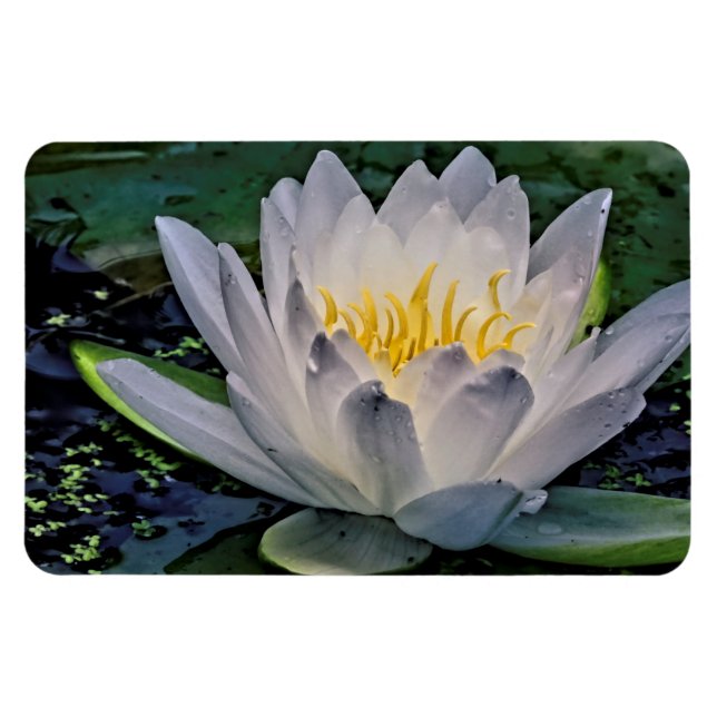 Ímã Flor de Lotus Branca brilhante (Horizontal)