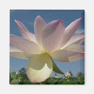 Imã Flor de Lotus e Céu Azul II