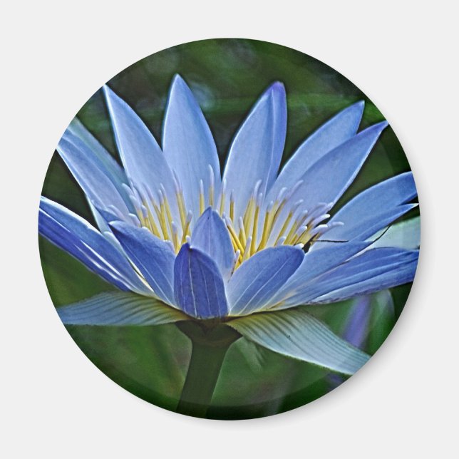 Imã Flor de lótus e significado (Frente)