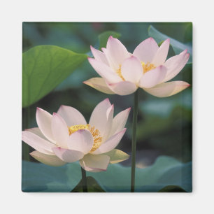 Imã Flor de lótus em flor, China