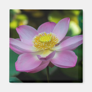 Imã Flor de lótus em flor, Indonésia