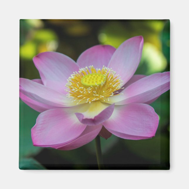 Imã Flor de lótus em flor, Indonésia (Frente)