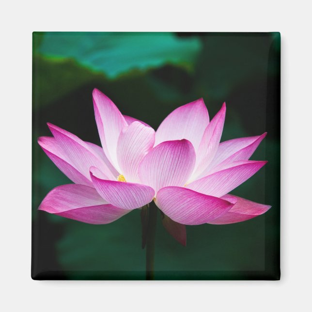 Imã Flor de Lotus Rosa (Frente)