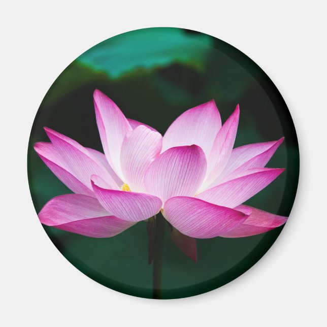 Imã Flor de Lotus Rosa (Frente)