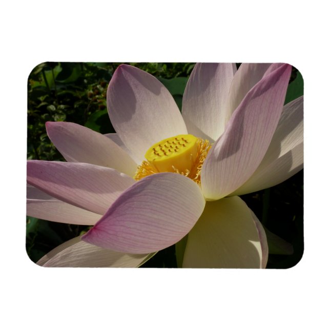 Ímã Flor de Lótus Rosa III Floral de Verão (Horizontal)