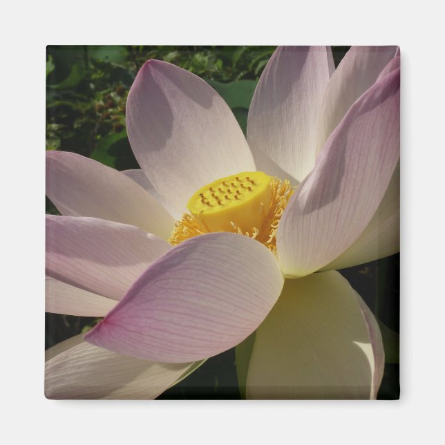 Imã Flor de Lotus Rosa III Verão Floral (Frente)