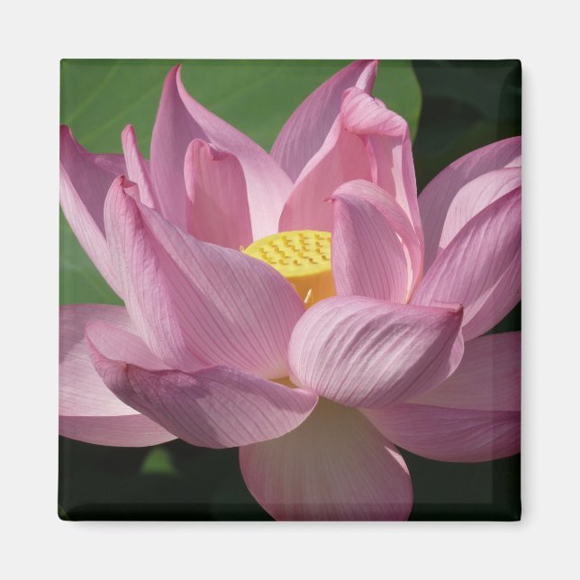 Imã Flor de Lotus Rosa IV (Frente)