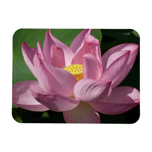 Ímã Flor de Lotus Rosa IV (Horizontal)